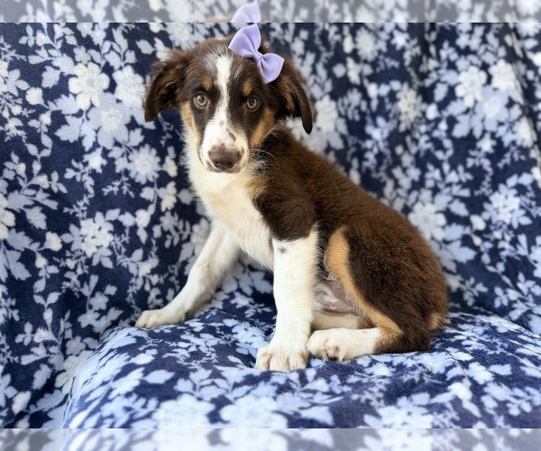 Medium Photo #7 Miniature Australian Shepherd Puppy For Sale in LAKELAND, FL, USA
