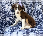 Small #6 Miniature Australian Shepherd