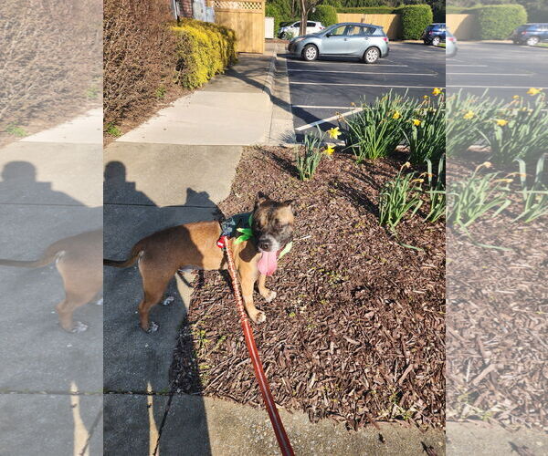 Medium Photo #25 Boxer-Unknown Mix Puppy For Sale in Holly Springs, NC, USA