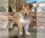 Puppy 5 Collie