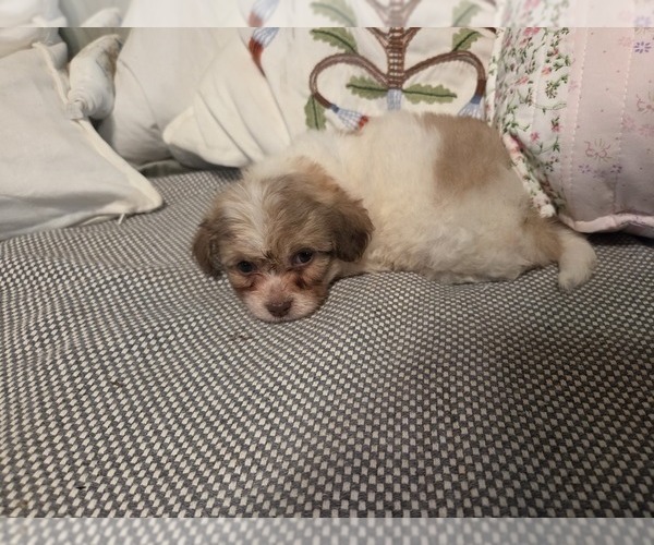 Medium Photo #38 Maltipom-Pomeranian Mix Puppy For Sale in HUDSON, MA, USA