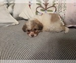 Small #37 Maltipom-Pomeranian Mix