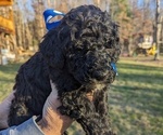 Small Photo #4 Bernedoodle Puppy For Sale in MORGANTON, NC, USA