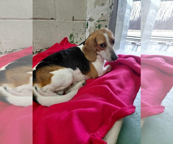 Medium Photo #2 Mutt Puppy For Sale in Rustburg, VA, USA