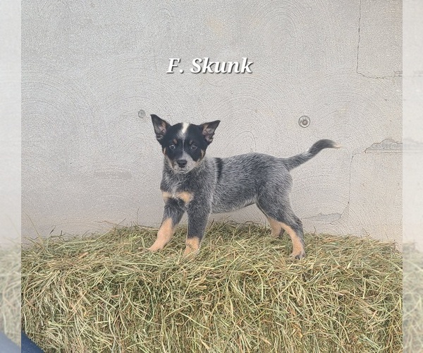 Medium Photo #1 Australian Cattle Dog Puppy For Sale in NATHALIE, VA, USA