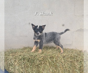 Australian Cattle Dog Puppy for sale in NATHALIE, VA, USA