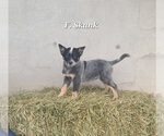 Small Australian Cattle Dog