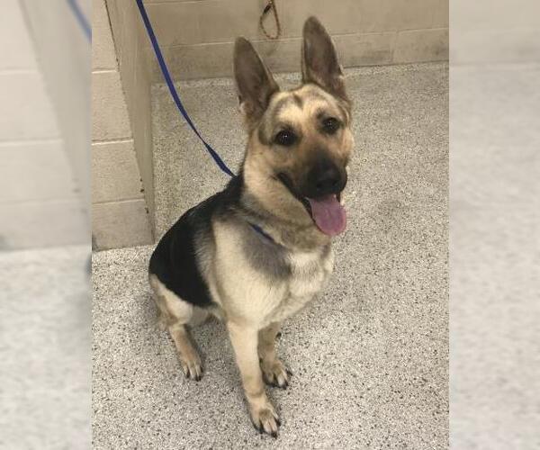 Medium Photo #1 German Shepherd Dog Puppy For Sale in Conroe, TX, USA