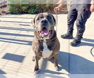 Mastiff Dogs for adoption in Orange, CA, USA