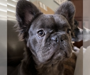 Mother of the French Bulldog puppies born on 07/26/2025