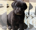 Small Photo #7 Labrador Retriever Puppy For Sale in SENOIA, GA, USA