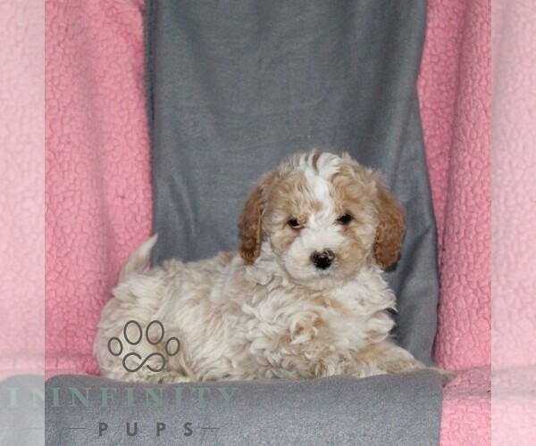 Medium Photo #3 Poodle (Miniature) Puppy For Sale in KIRKWOOD, PA, USA