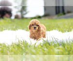 Puppy 7 Poodle (Toy)