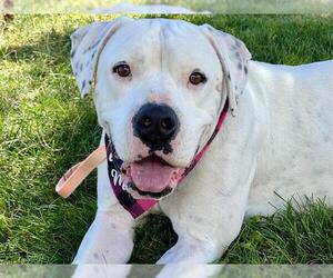 Dogo Argentino-Unknown Mix Dogs for adoption in Pueblo, CO, USA