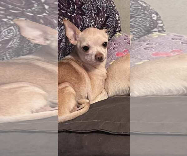 Medium Photo #3 Chihuahua Puppy For Sale in MIDWAY, UT, USA