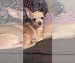 Small #2 Chihuahua