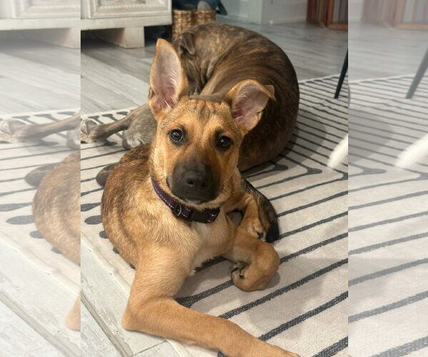 Medium Photo #1 Mutt Puppy For Sale in The Woodlands, TX, USA