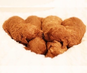 Goldendoodle Puppy for sale in BRIGHTON, MO, USA