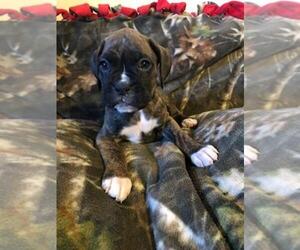 Boxer Puppy for sale in MERIDEN, MN, USA