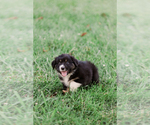 Puppy 9 Australian Shepherd