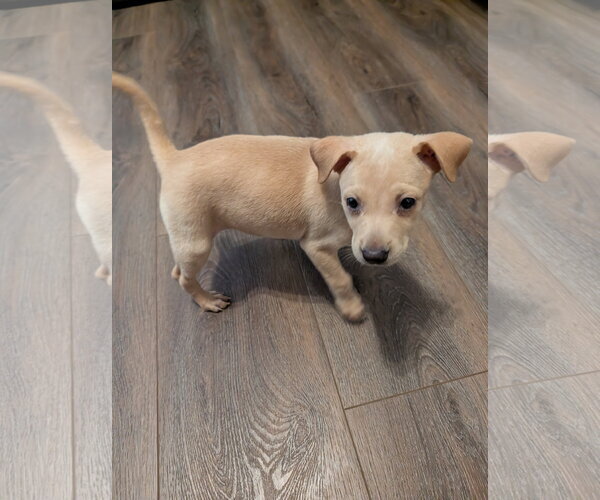 Medium Photo #3 Chihuahua-Unknown Mix Puppy For Sale in The Woodlands, TX, USA