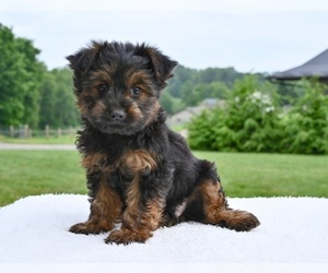 Yorkshire Terrier Puppy for sale in MILLERSBURG, OH, USA