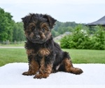 Small Yorkshire Terrier