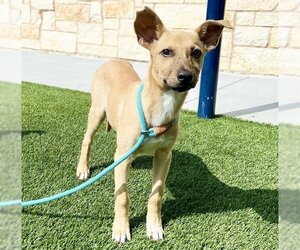 Black Mouth Cur-Carolina Dog Mix Dogs for adoption in Baytown, TX, USA