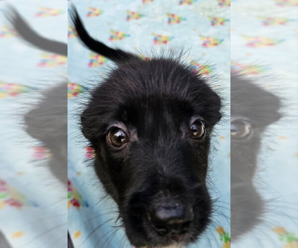 Medium Photo #3 Mutt Puppy For Sale in Olalla, WA, USA