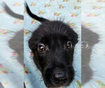 Small #2 Mutt