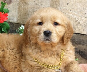 Golden Retriever Puppy for sale in JONES, MI, USA