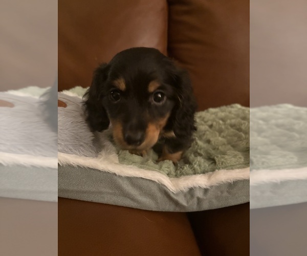 Medium Photo #1 Dachshund Puppy For Sale in CHARLOTTESVILLE, VA, USA