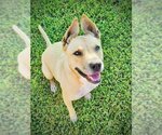 Small #5 American Staffordshire Terrier-Great Dane Mix