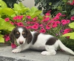 Small #2 Dachshund
