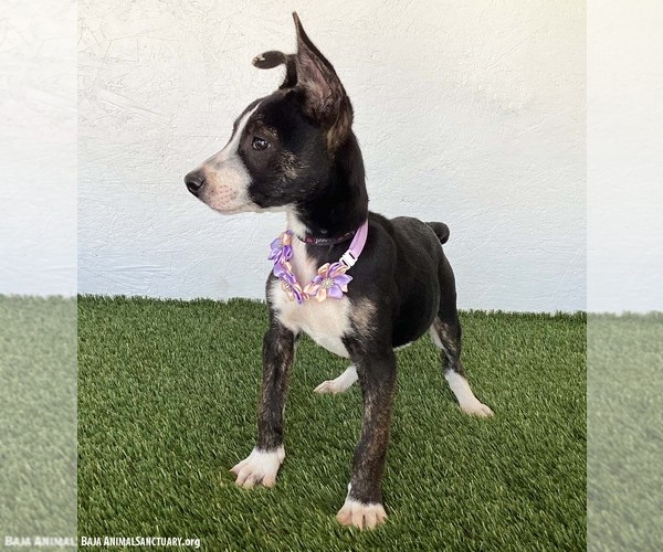 Medium Photo #3 Rat Terrier-Unknown Mix Puppy For Sale in San Diego, CA, USA