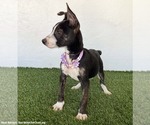 Small #2 Rat Terrier Mix