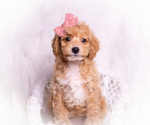 Small #3 Poodle (Miniature)