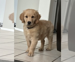 Golden Retriever Puppy for sale in MESA, AZ, USA