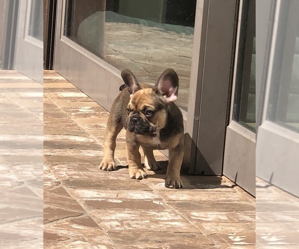 Medium Photo #1 French Bulldog Puppy For Sale in COSTA MESA, CA, USA