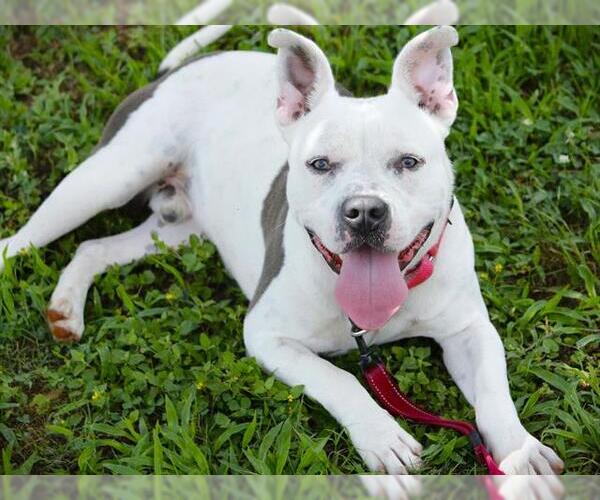 Medium Photo #2 American Staffordshire Terrier Puppy For Sale in Tallahassee, FL, USA