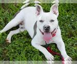 Small #1 American Staffordshire Terrier