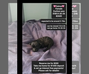Poodle (Toy)-Zuchon Mix Puppy for Sale in TUCSON, Arizona USA