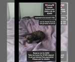 Image preview for Ad Listing. Nickname: Zelma
