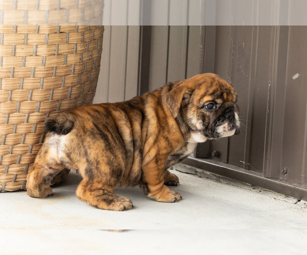 Medium Photo #2 English Bulldog Puppy For Sale in BOURBON, IN, USA