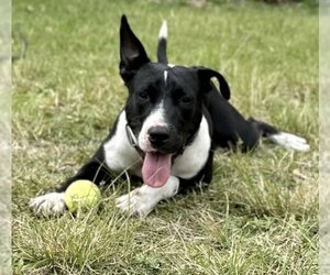 Australian Shepherd-Unknown Mix Dogs for adoption in Fort Pierce, FL, USA