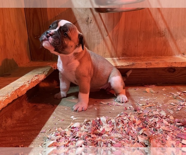 Medium Photo #20 American Bulldog Puppy For Sale in MILLS RIVER, NC, USA