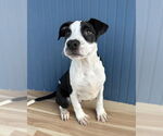 Small #3 American Bulldog Mix