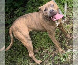 American Pit Bull Terrier-Unknown Mix Dogs for adoption in Binghamton, NY, USA