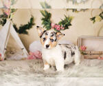 Small Photo #4 Pembroke Welsh Corgi Puppy For Sale in WARSAW, IN, USA