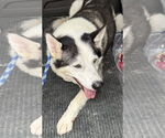 Small #8 Siberian Husky